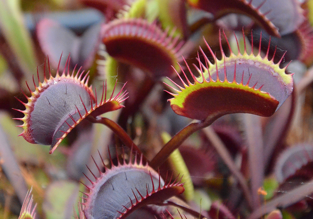 Plantes carnivores Dionée