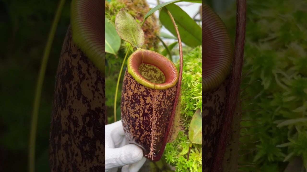 Urnes de Nepenthes