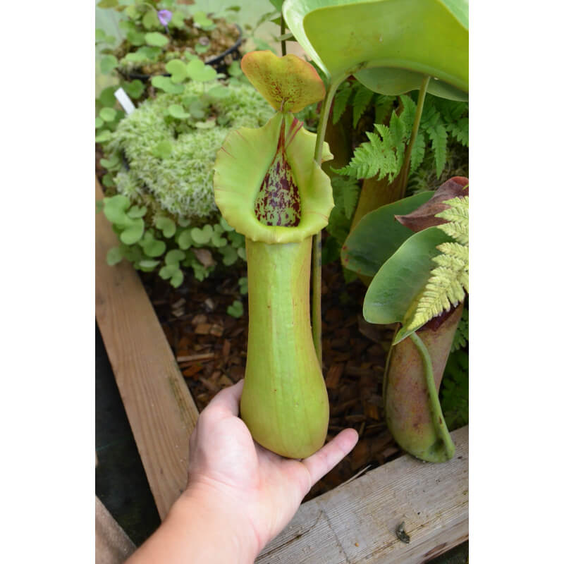 Nepenthes truncata Pasian