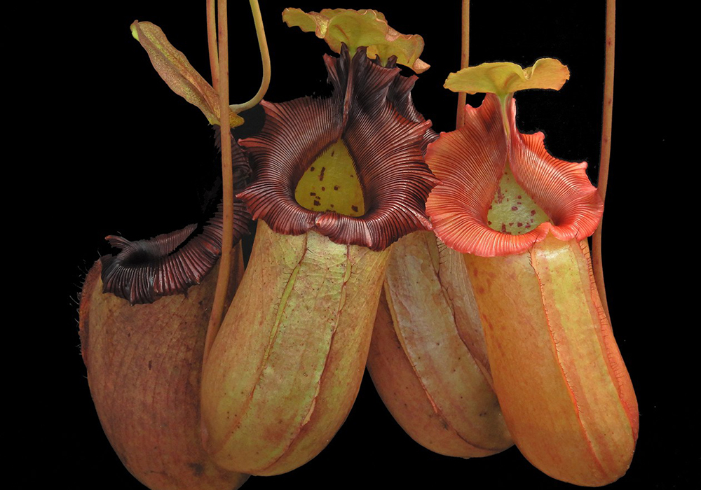 Le népenthès, plante carnivore
