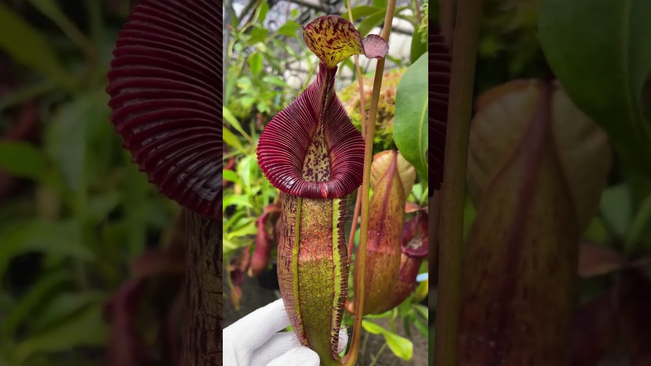 Plantes carnivores, : cedric-carnivores.mom