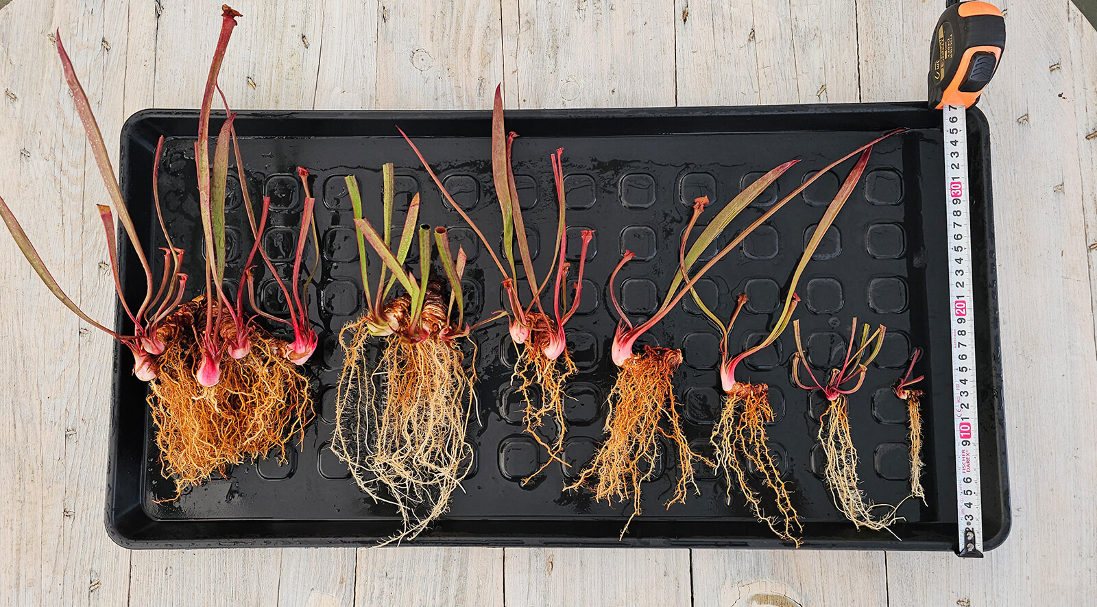 Guide des tailles pour plantes carnivores